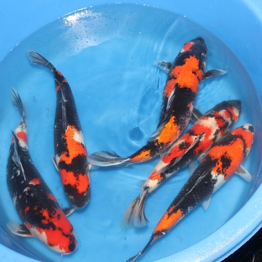 Sansai Showa