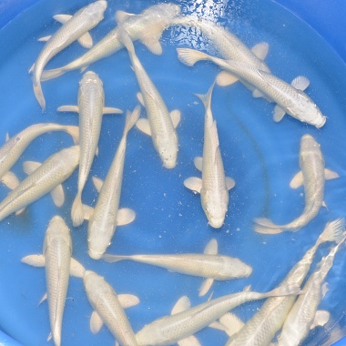 Small Nisai Platina