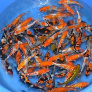 Tosai Mix